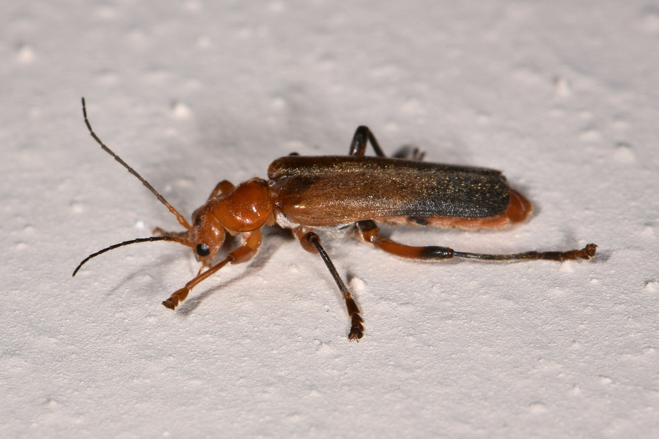 Cantharidae: Cantharis livida